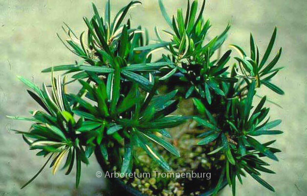 Podocarpus neriifolius