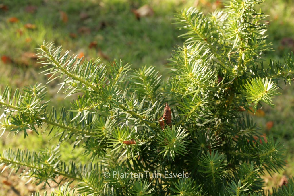 Podocarpus nubigenus