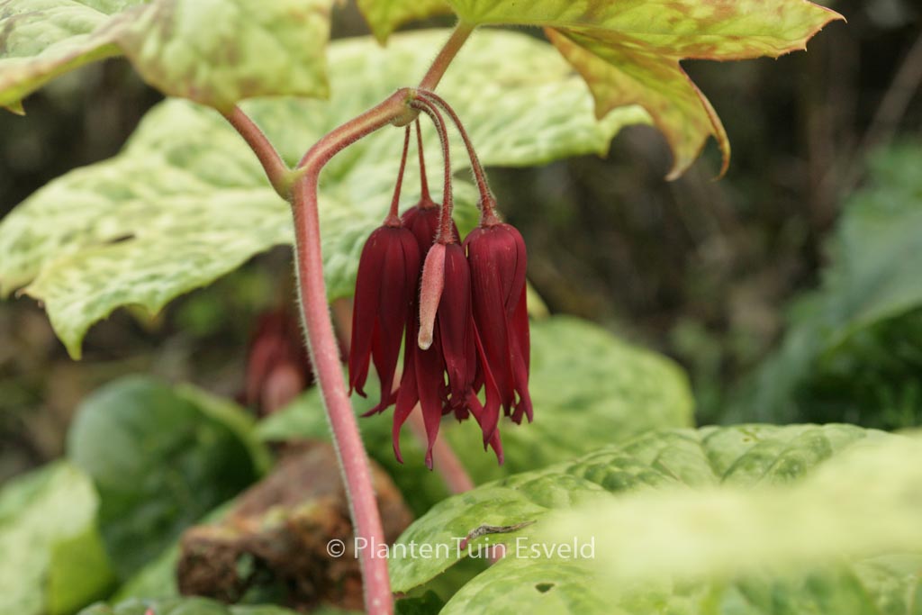 Podophyllum ‘Spotty Dotty’
