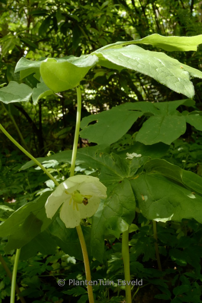 Podophyllum peltatum