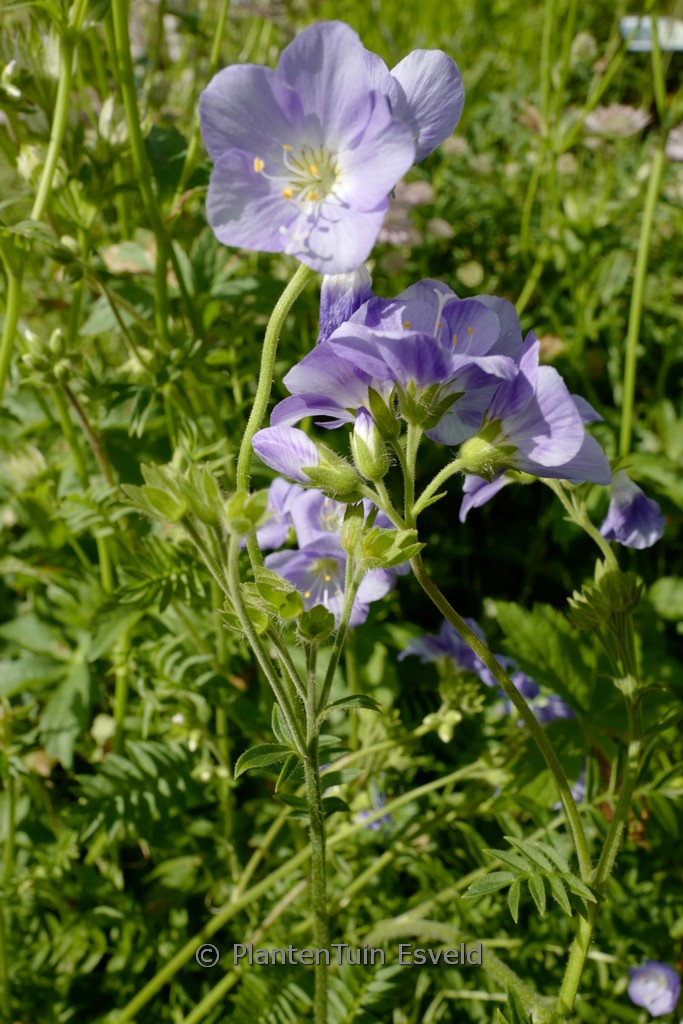 Polemonium caeruleaum ‘Northern Lights’