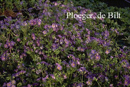 Polemonium caeruleum ‘Lambrook Mauve’