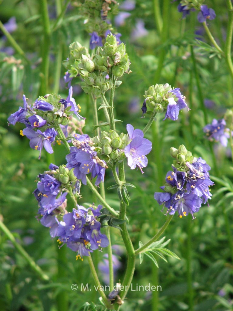 Polemonium caeruleum