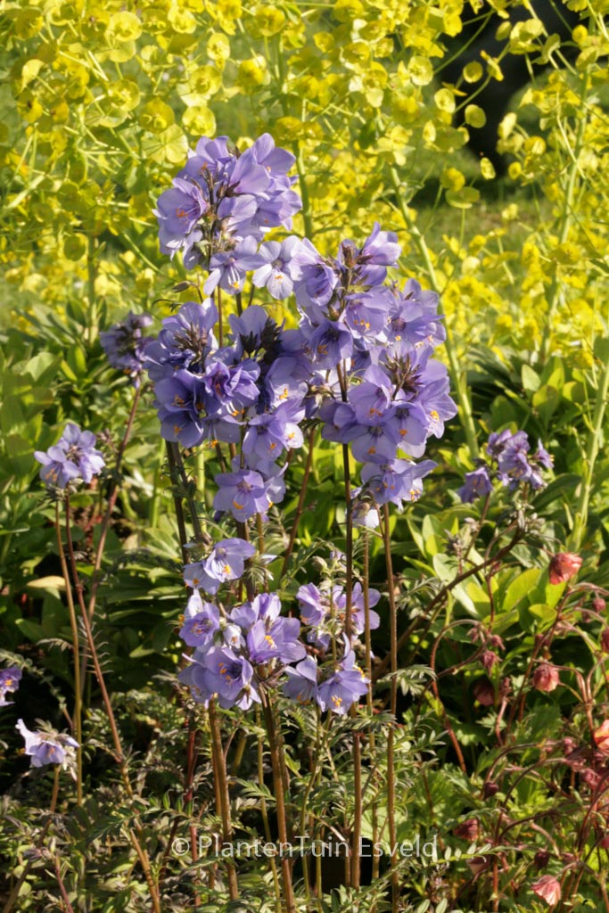 Polemonium yezoense ‘Purple Rain’