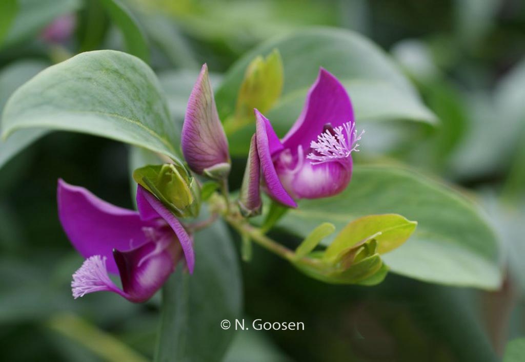 Polygala myrtifolia