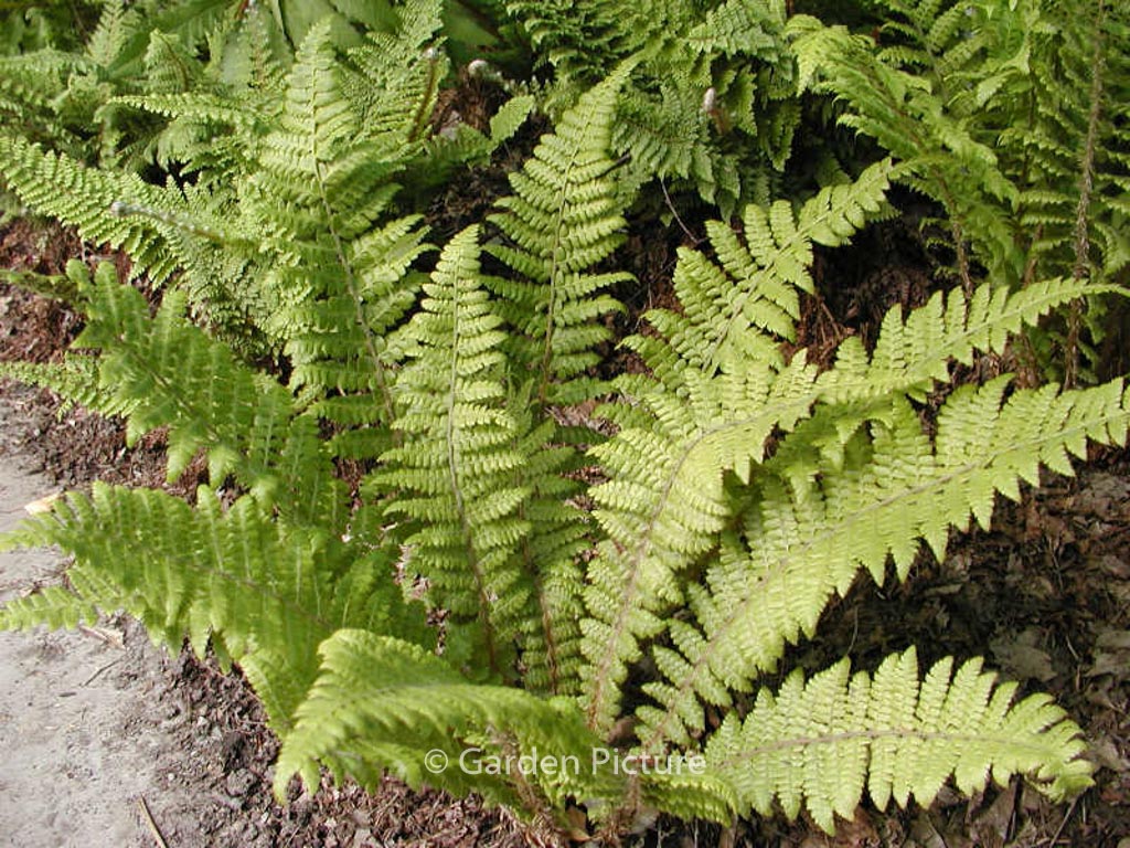 Polystichum braunii