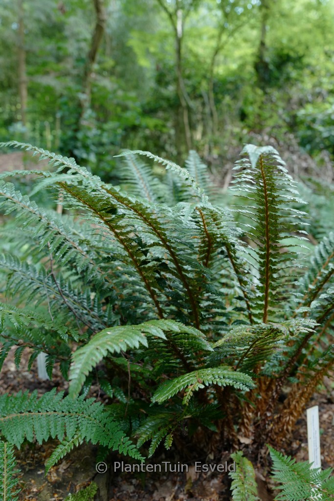 Polystichum neolobatum
