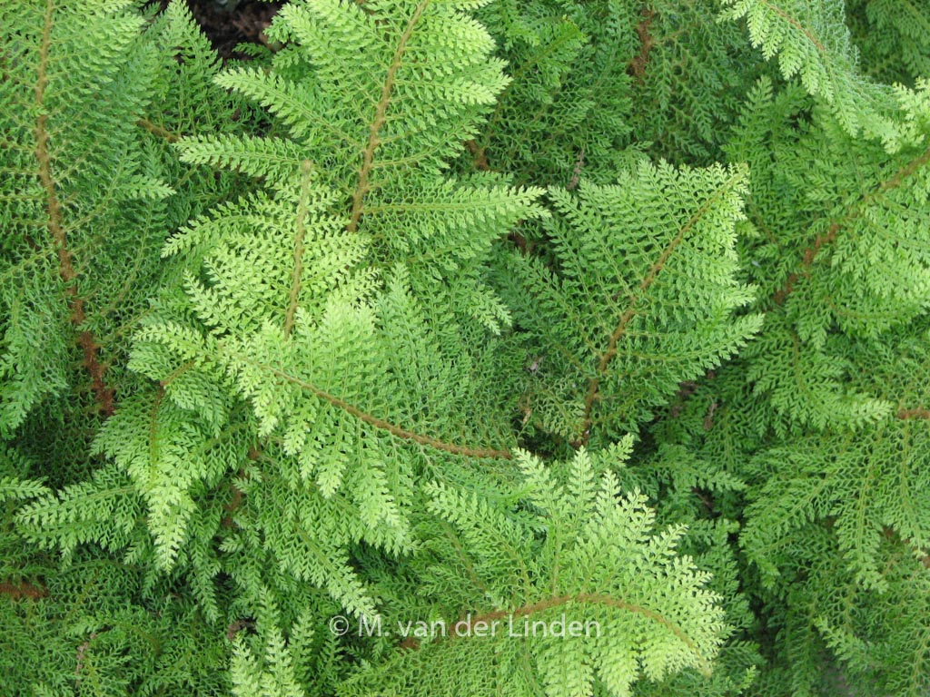 Polystichum setiferum ‘Herrenhausen’