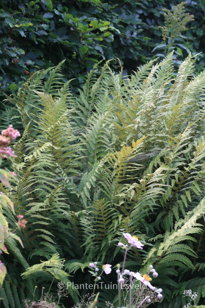 Polystichum setiferum ‘Plumosum’