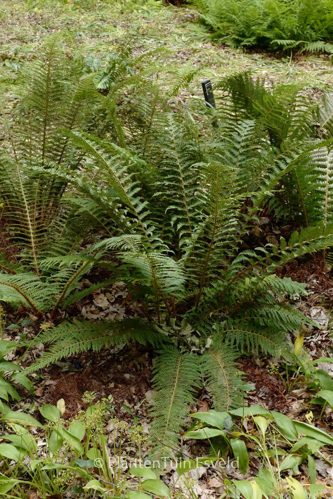 Polystichum setiferum ‘Proliferum’