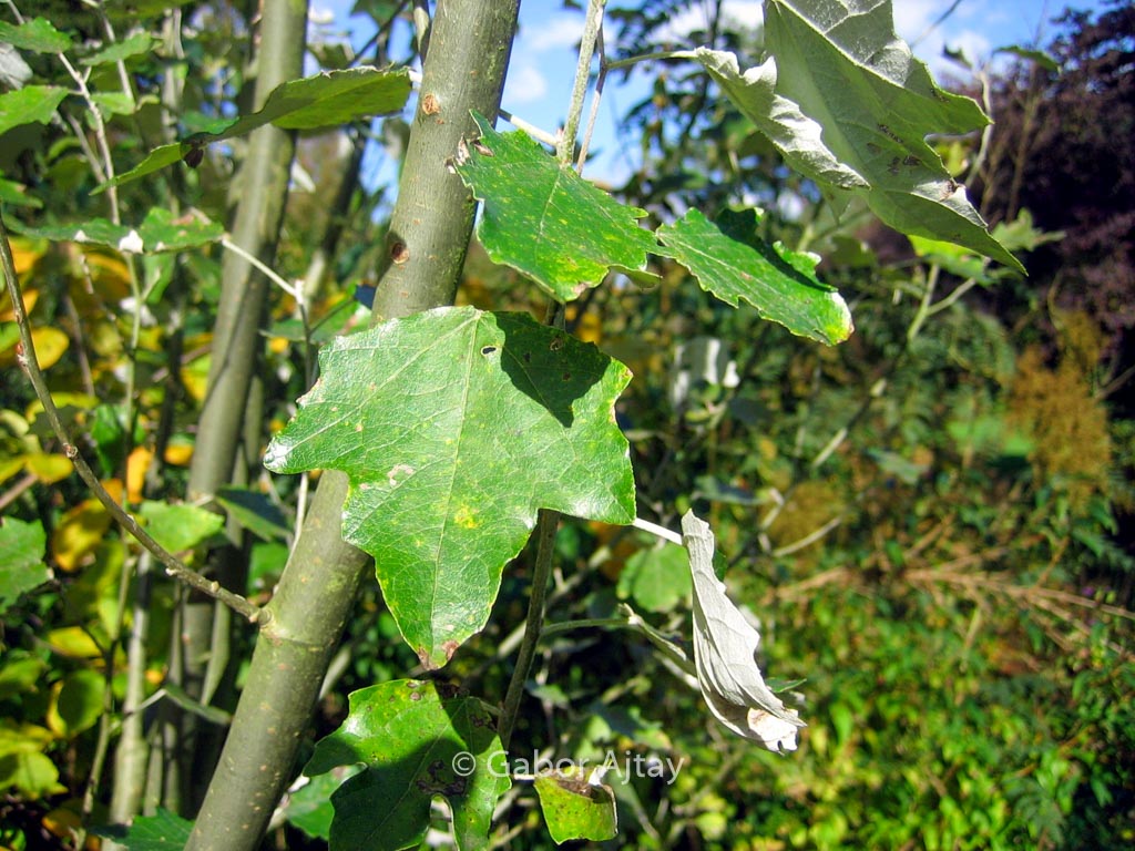 Populus alba ‘Raket’