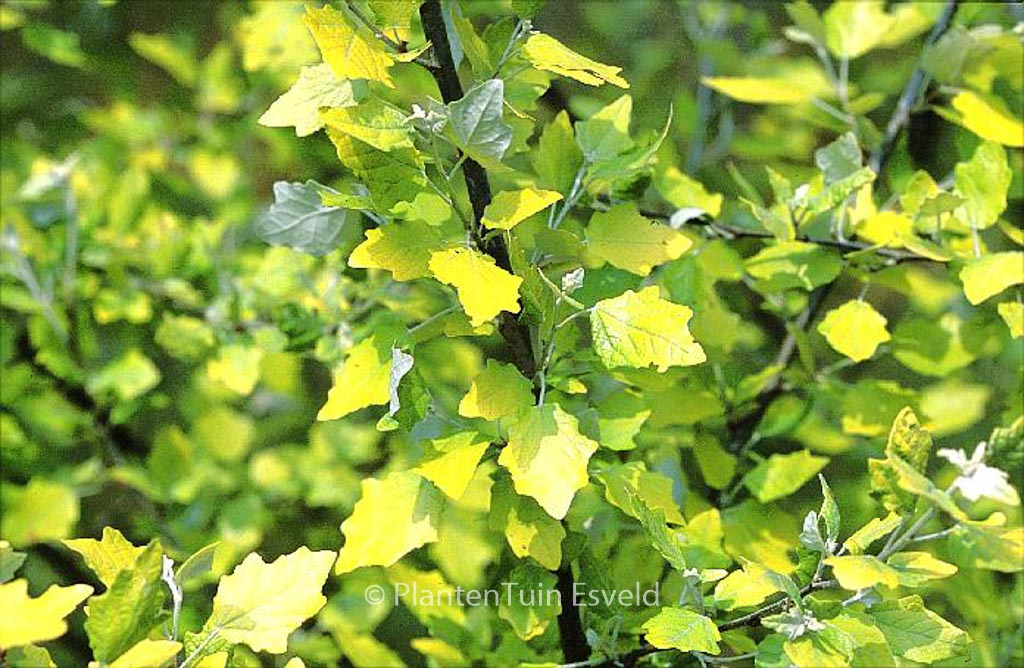 Populus alba ‘Richardii’