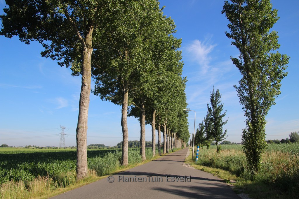 Populus canadensis ‘Robusta’
