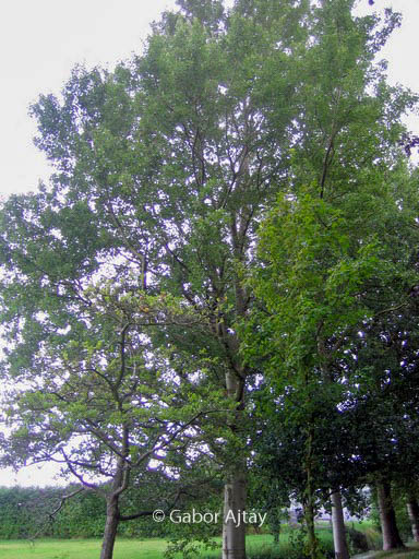 Populus canescens ‘Witte van Haamstede’