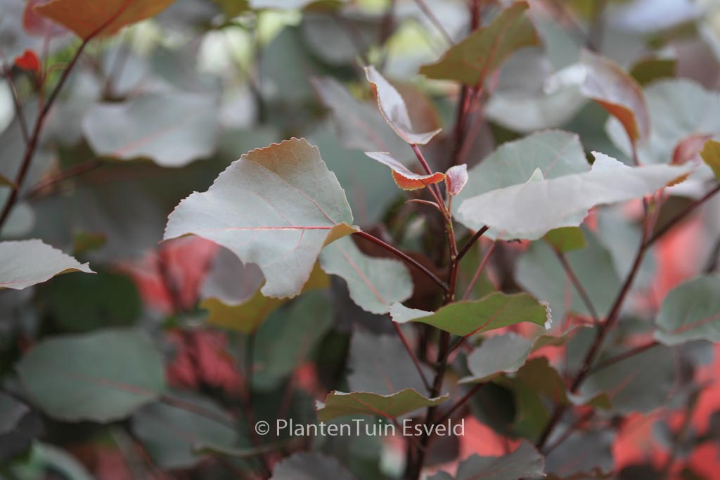 Populus deltoides ‘Purple Tower’