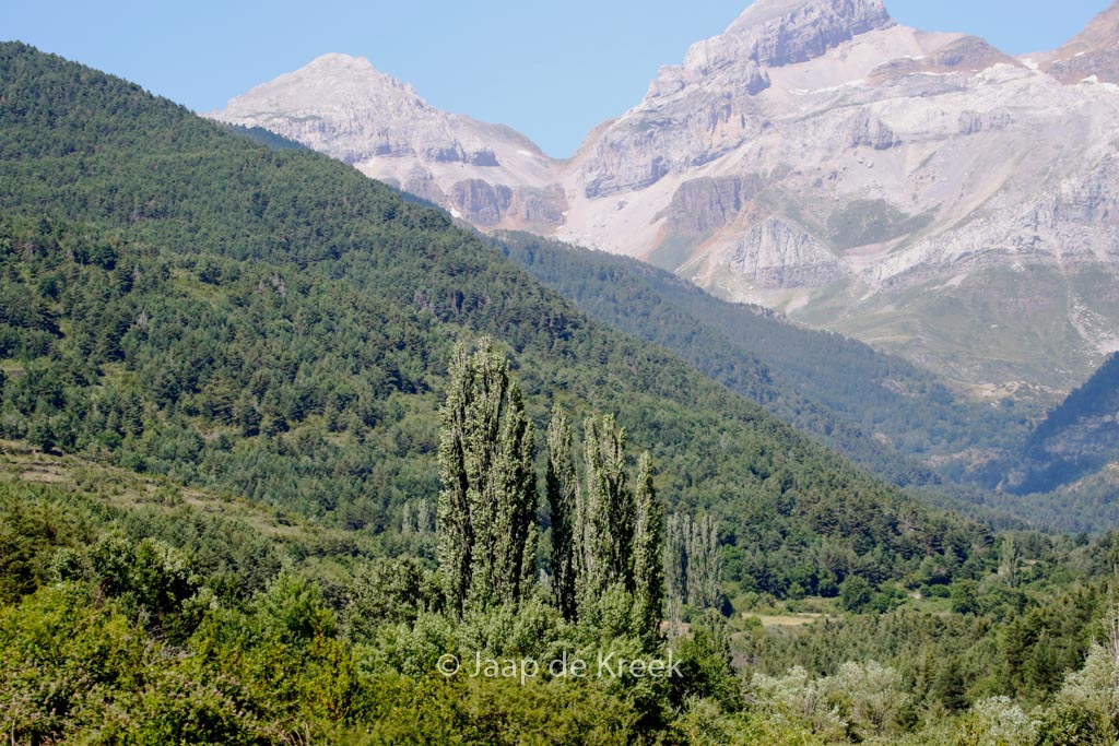 Populus nigra ‘Italica’
