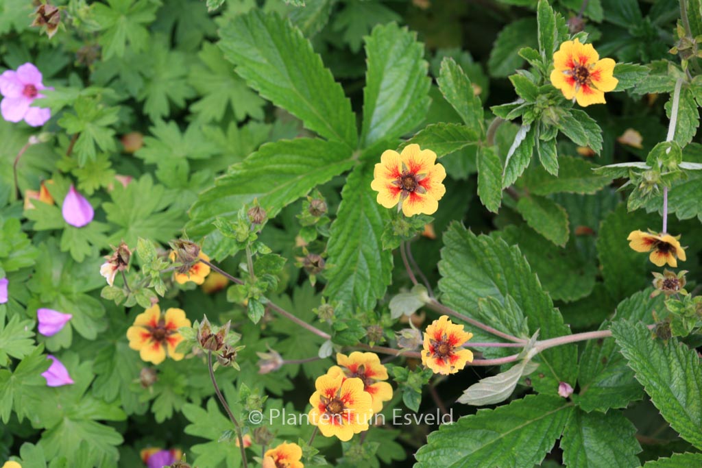 Potentilla ‘Esta Ann’