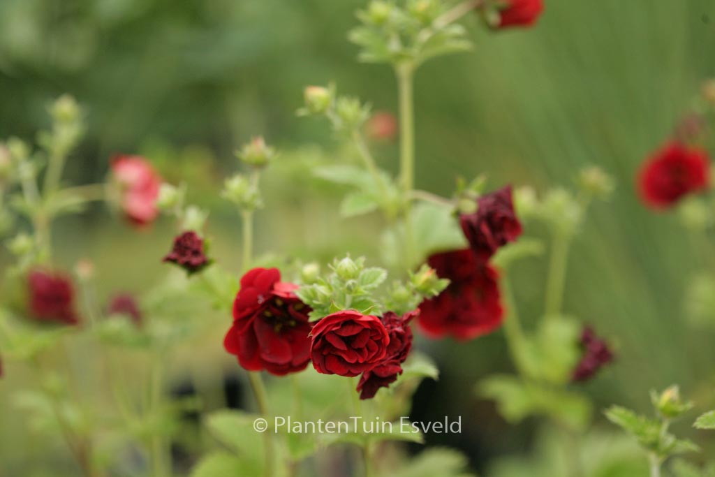 Potentilla ‘Flamboyant’