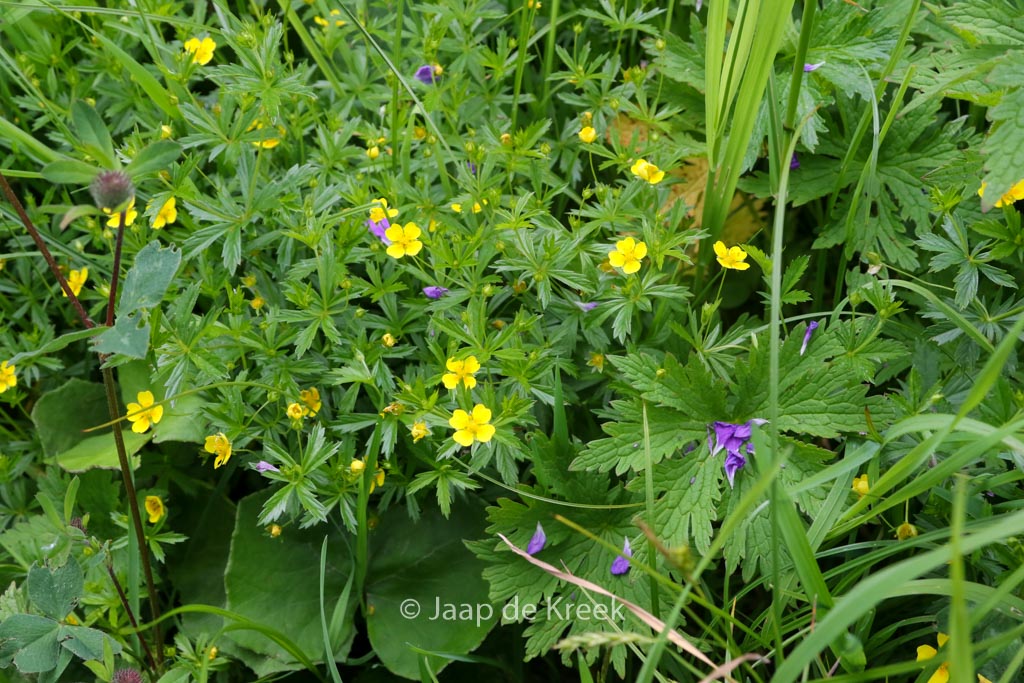 Potentilla aurea