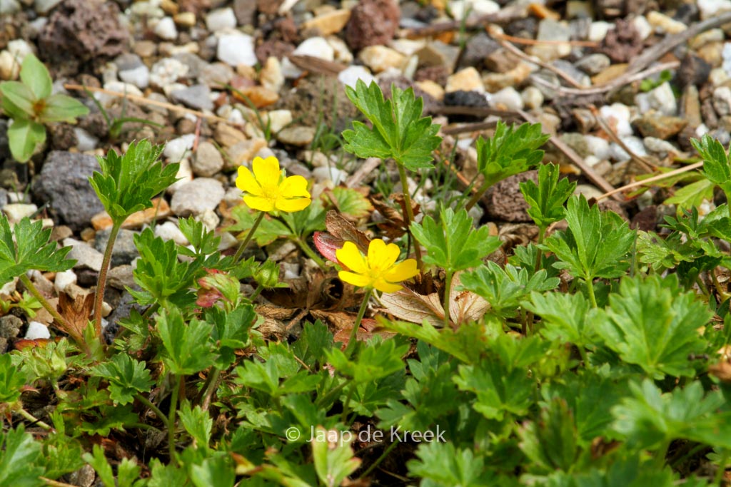 Potentilla crantzii