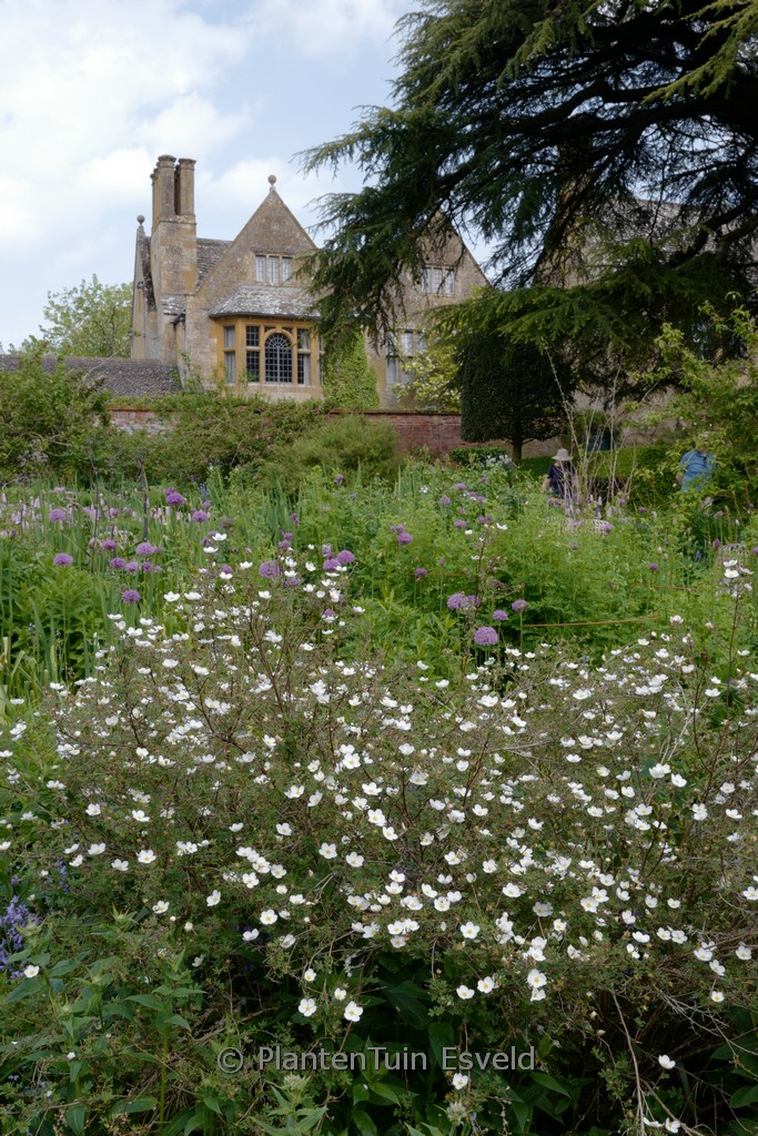Potentilla fruticosa ‘Abbotswood’