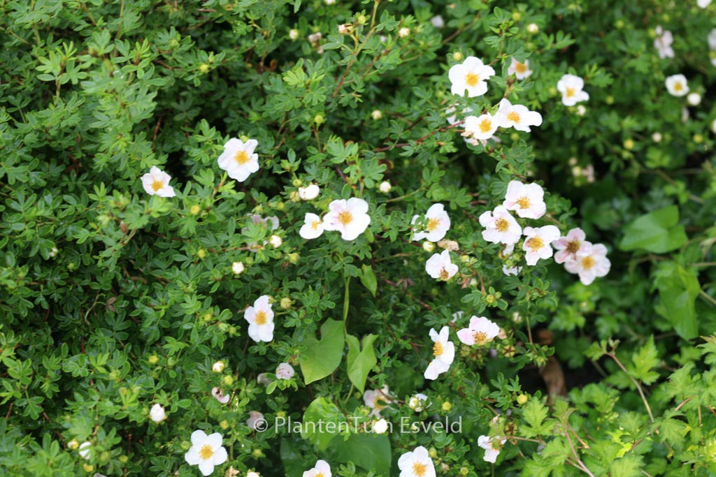 Potentilla fruticosa ‘Blink’ (PRINCESS)