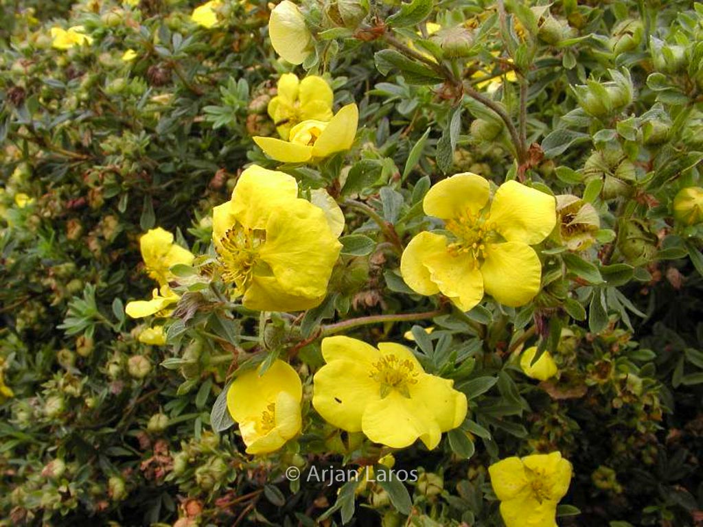 Potentilla fruticosa ‘Goldstar’