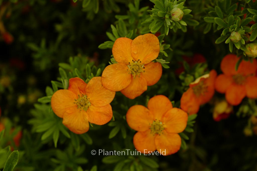 Potentilla fruticosa ‘Hachdon’ (BELLA SOL)