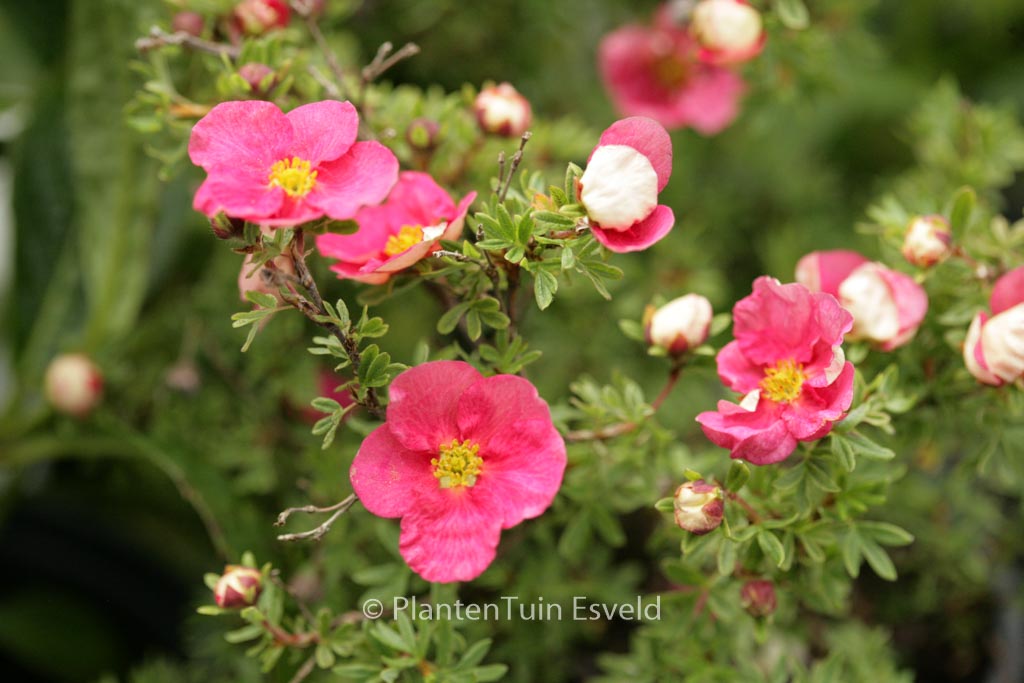 Potentilla fruticosa ‘Hachliss’ (BELLISSIMA)