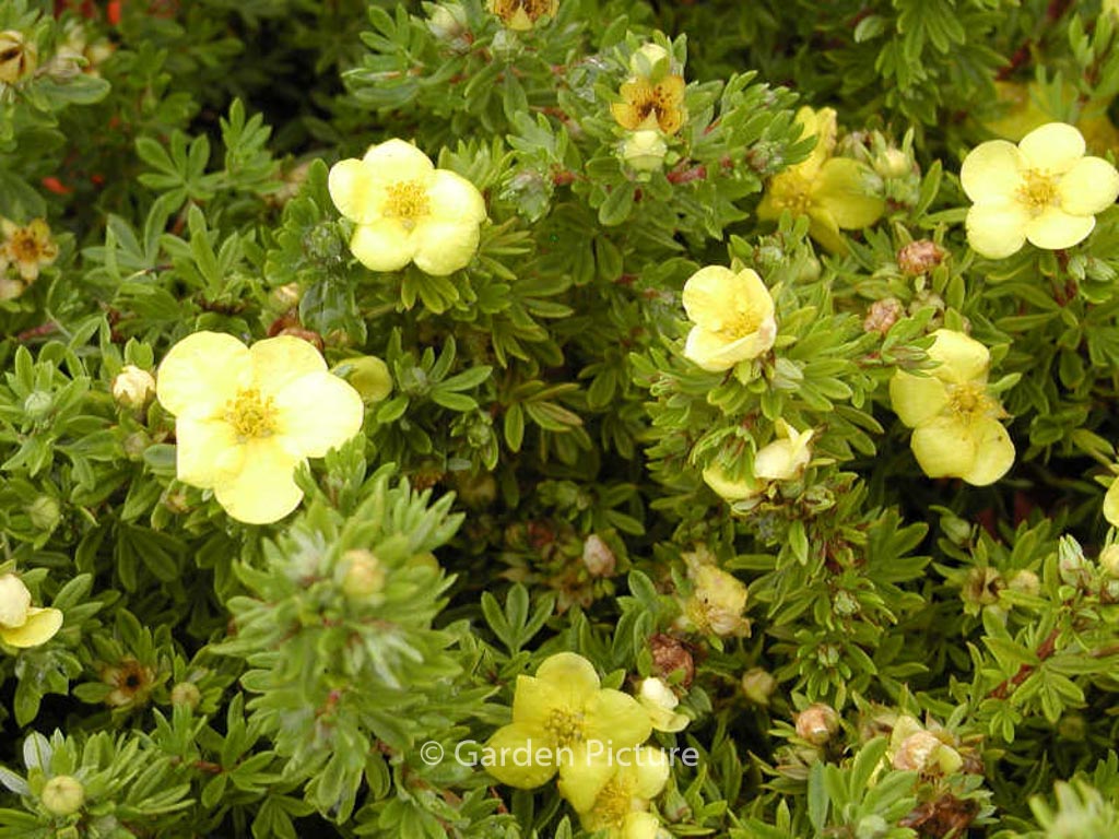 Potentilla fruticosa ‘Kobold’