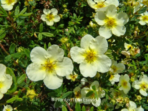 Potentilla fruticosa ‘Limelight’