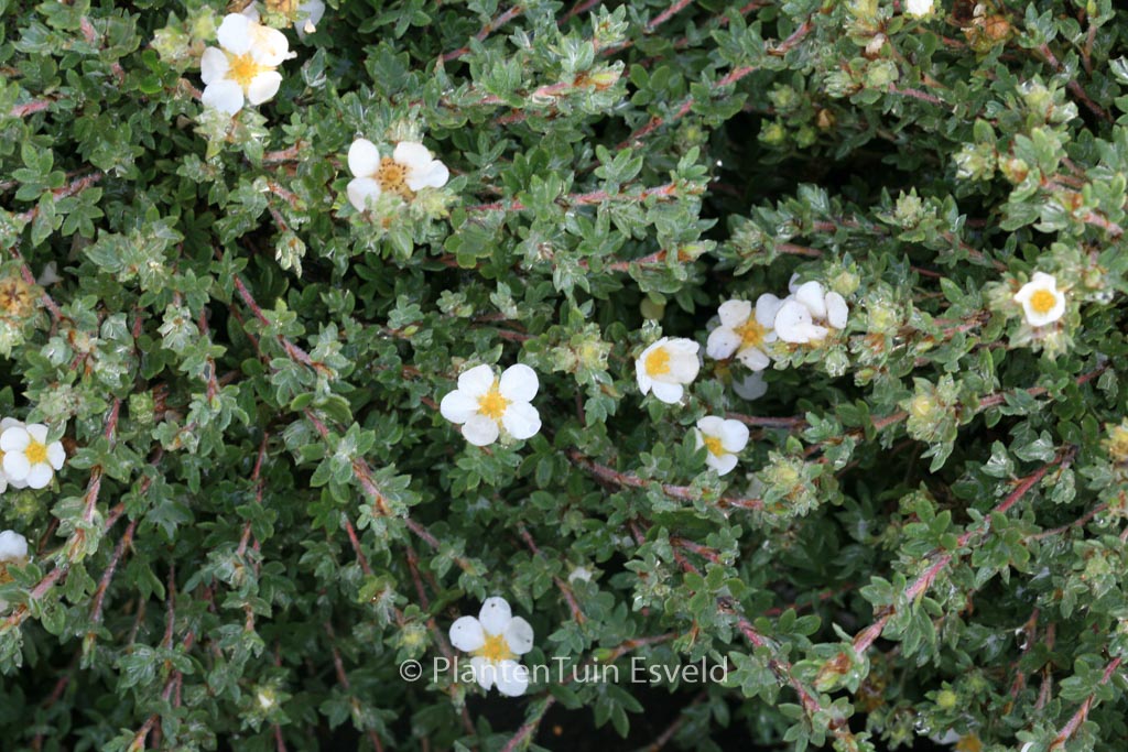 Potentilla fruticosa ‘Manchu’