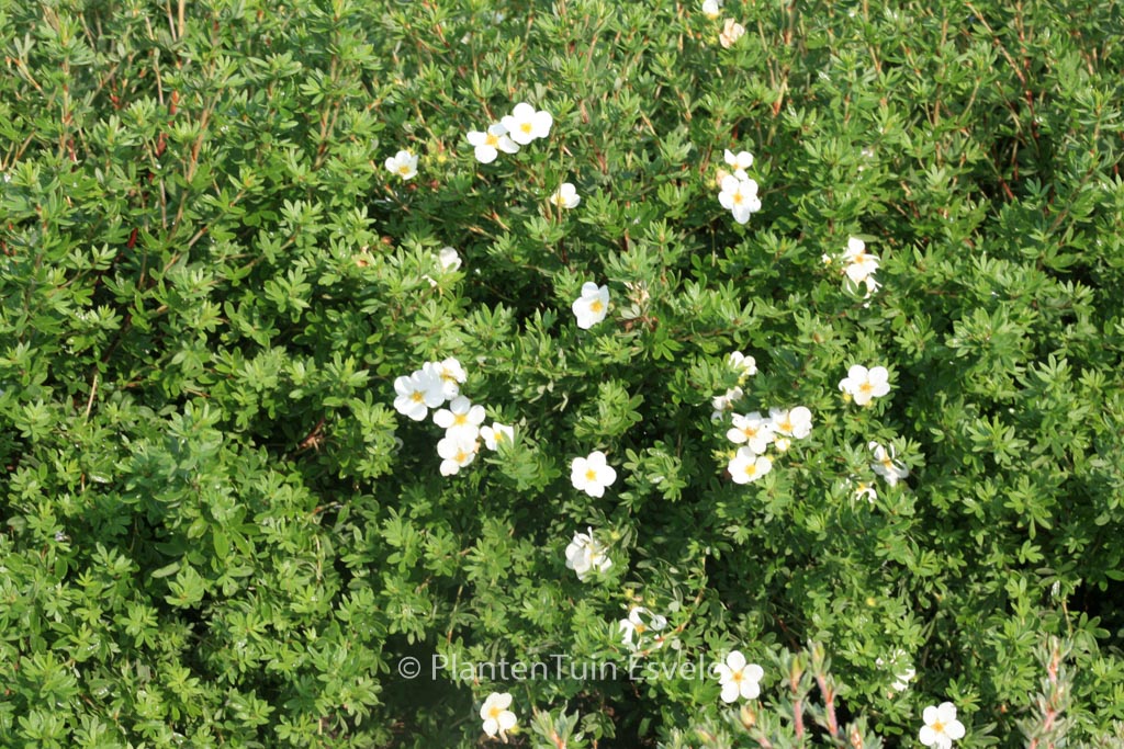 Potentilla fruticosa ‘McKay’s White’