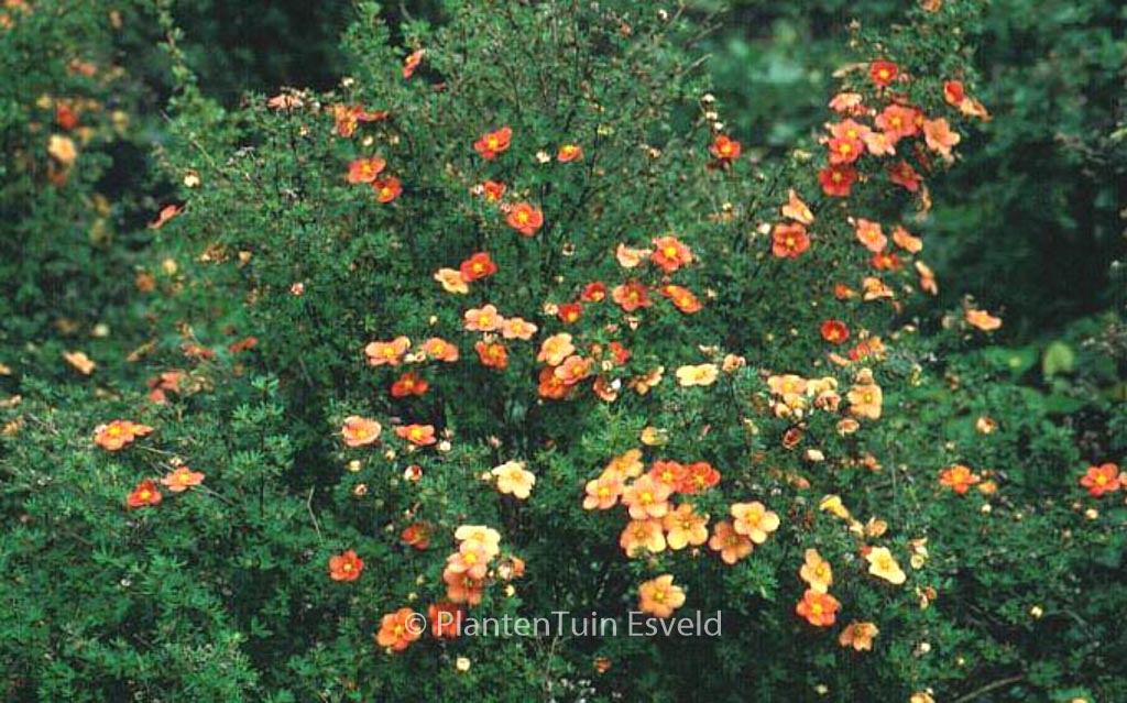 Potentilla fruticosa ‘Orangeade’
