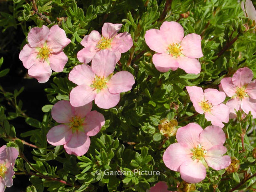 Potentilla fruticosa ‘Pink Beauty’ (LOVELY PINK)