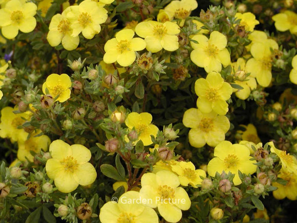 Potentilla fruticosa ‘Sommerflor’