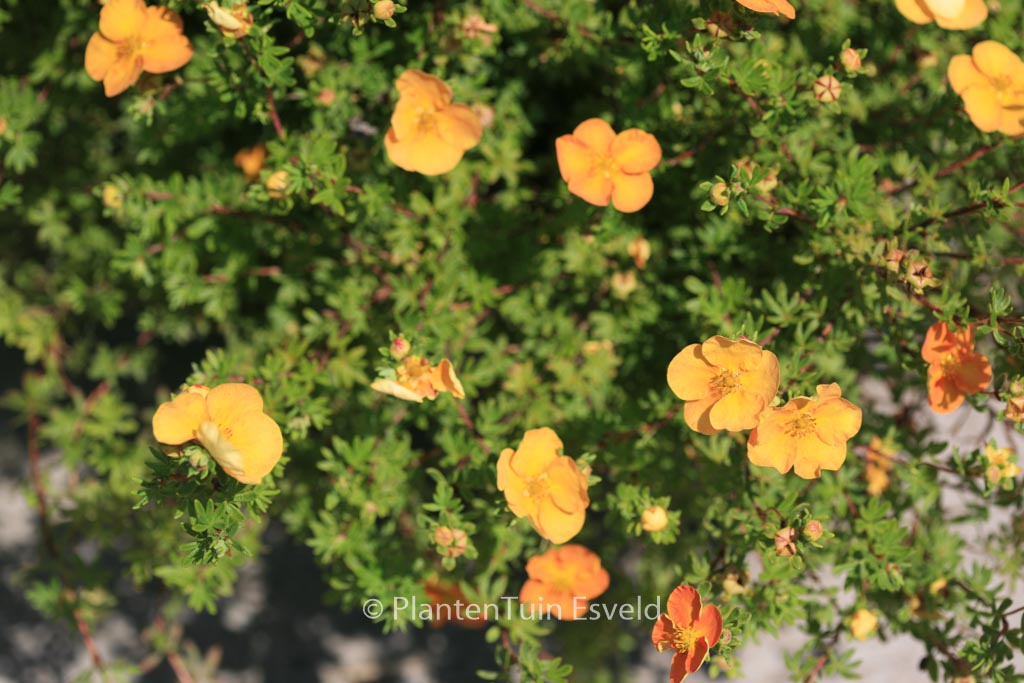 Potentilla fruticosa ‘Sunset’