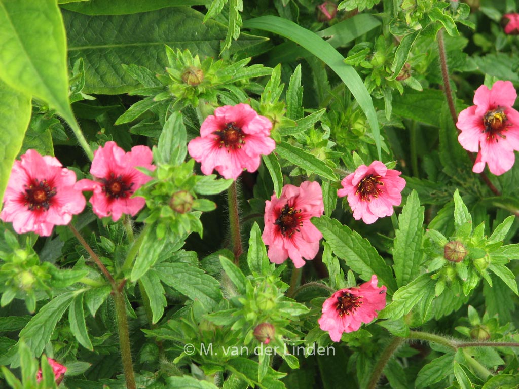 Potentilla nepalensis ‘Miss Willmott’