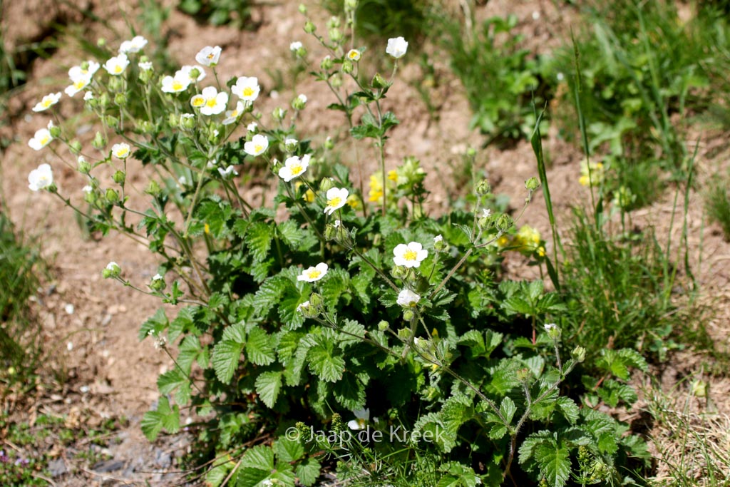 Potentilla rupestris