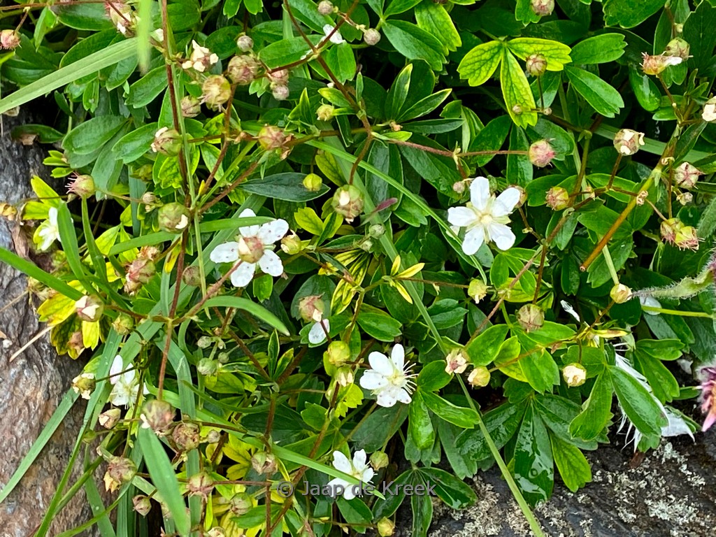 Potentilla tridentata ‘Nuuk’