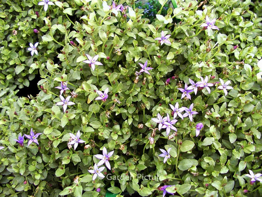 Pratia pedunculata ‘County Park’