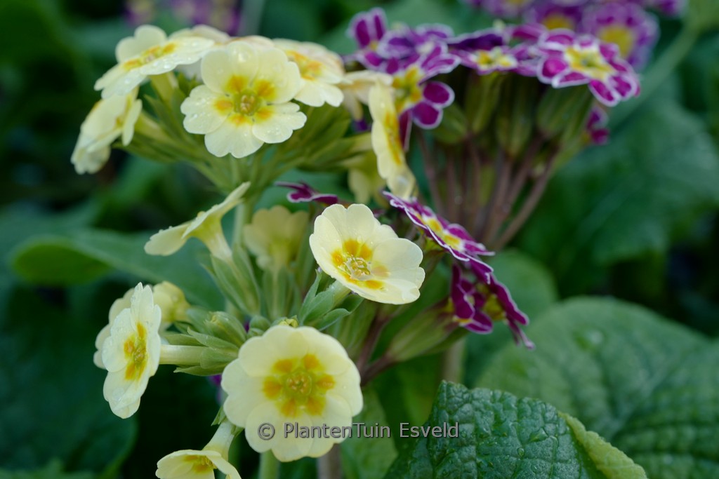 Primula (LITTLE QUEEN SERIES)