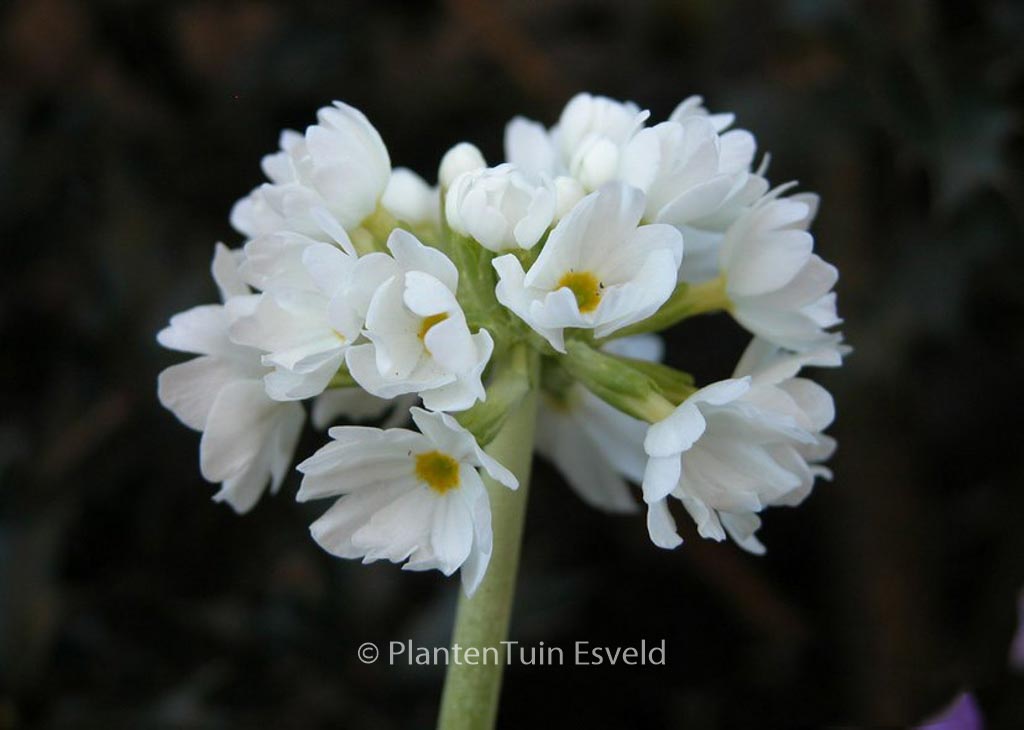 Primula denticulata ‘Alba’