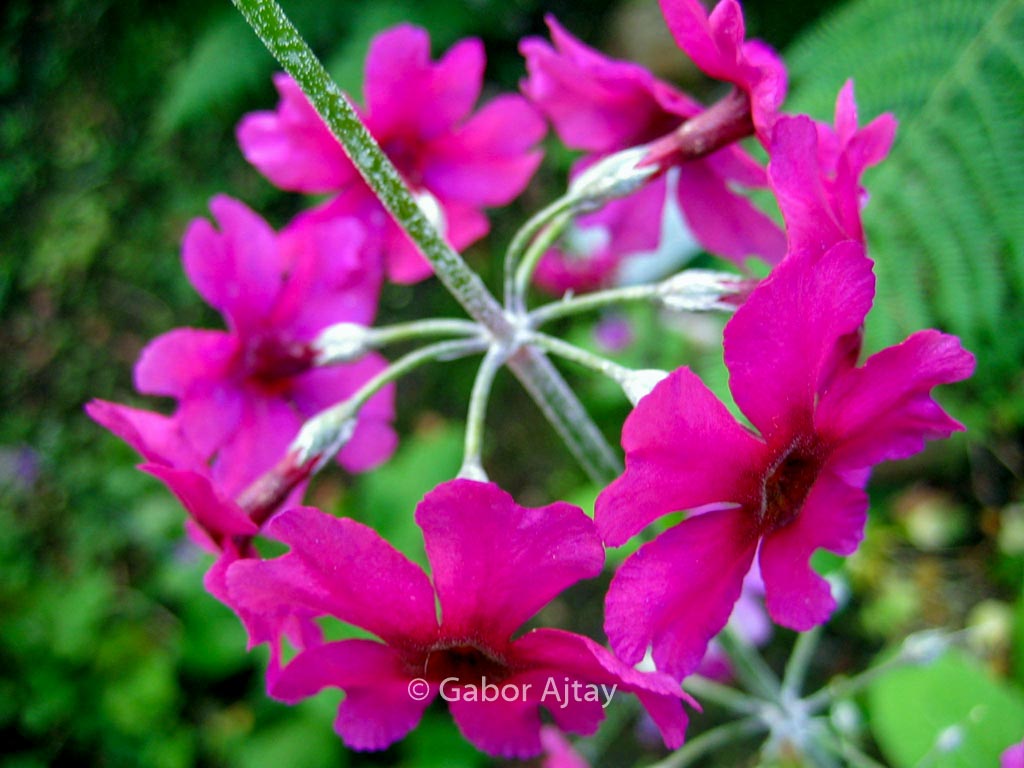 Primula denticulata ‘Cashemeriana’