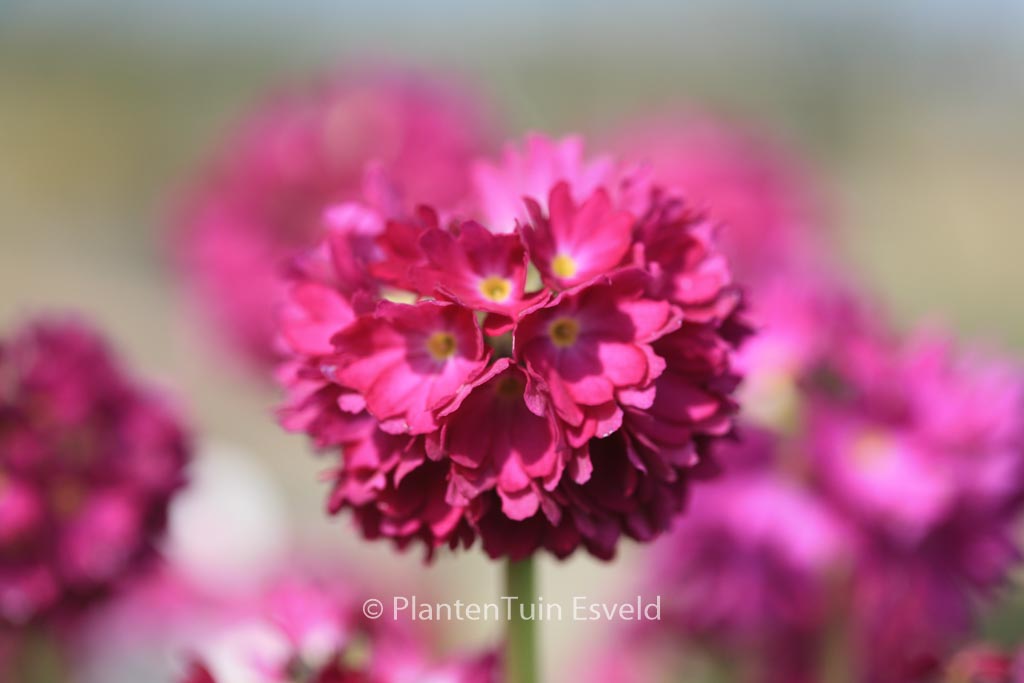 Primula denticulata ‘Rubin’