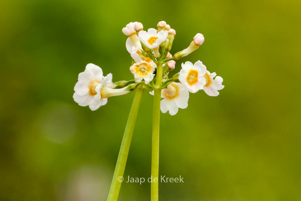 Primula japonica ‘Alba’