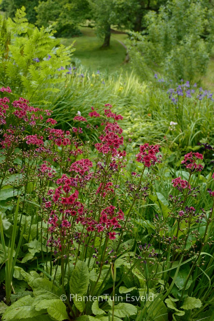 Primula japonica ‘Miller’s Crimson’