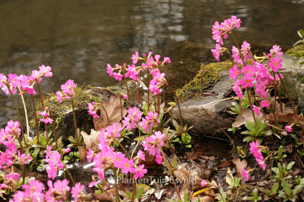 Primula rosea