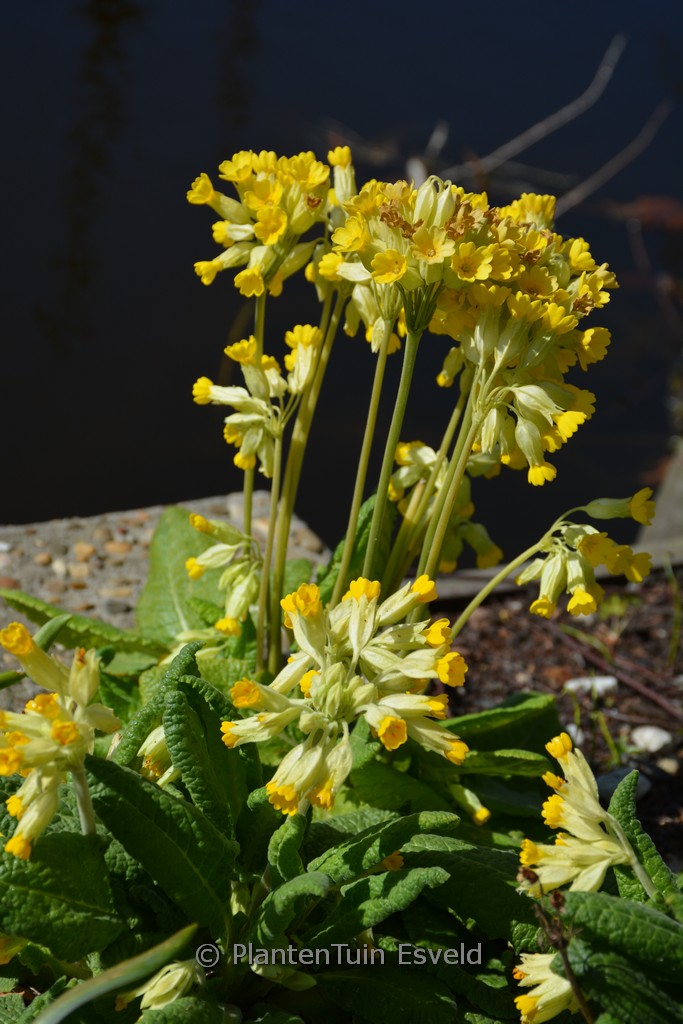 Primula veris