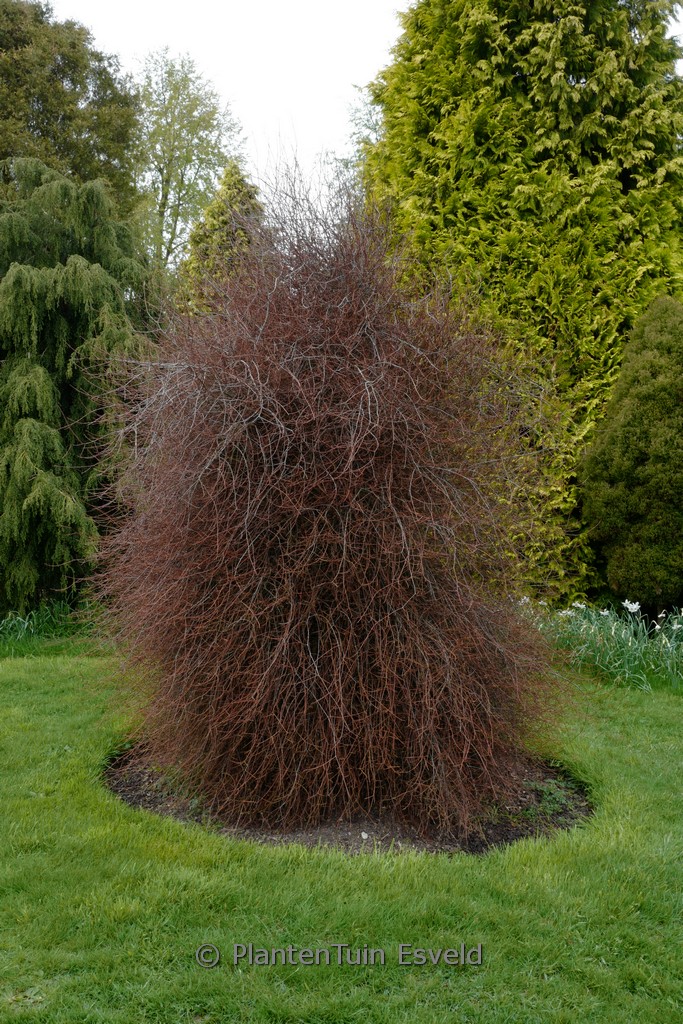 Prumnopitys taxifolia